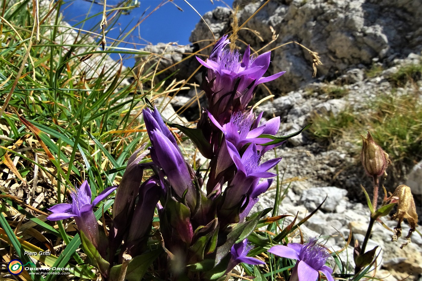 29 Gentiana anisodonta-ramosa .JPG